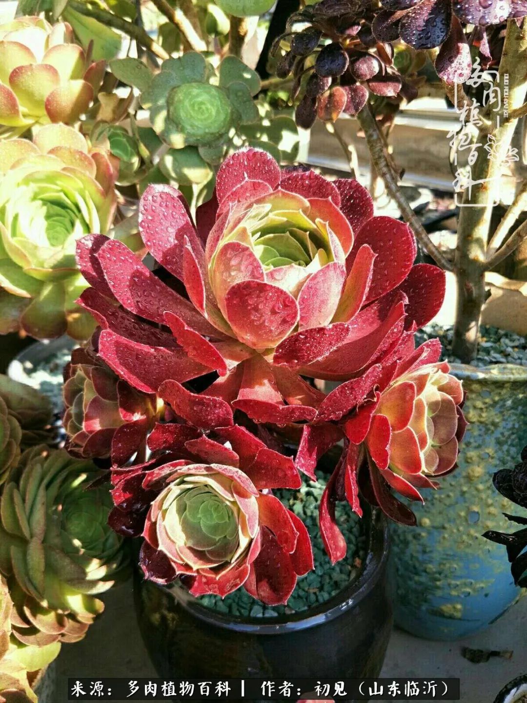 四季颜值在线的多肉,多肉的每一天