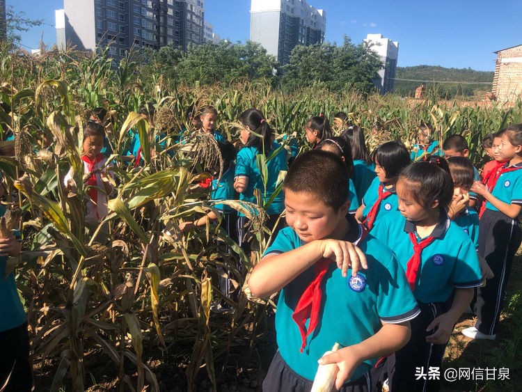 延安甘泉：播种绿色希望，收获金色成长——记甘泉县第三小学综合实践活动