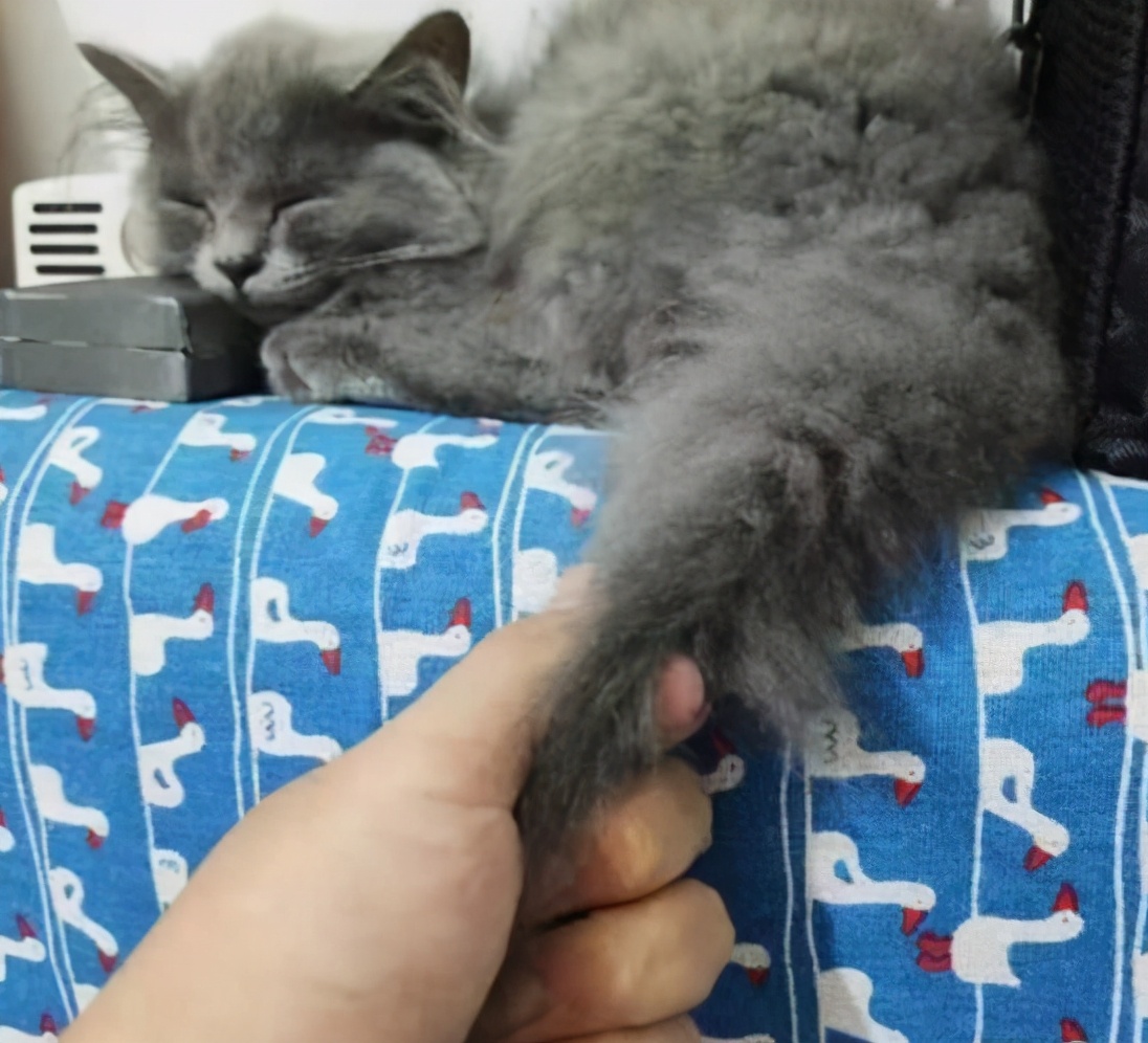 猫咪乱拉乱尿如何惩罚,猫咪咬人挠人怎么惩罚是正确的