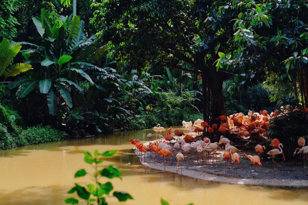 广州长隆最省钱玩法,最实惠广州长隆攻略