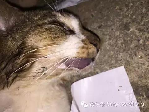 新加坡全岛追凶！一只黑猫竟被如此残忍地虐死