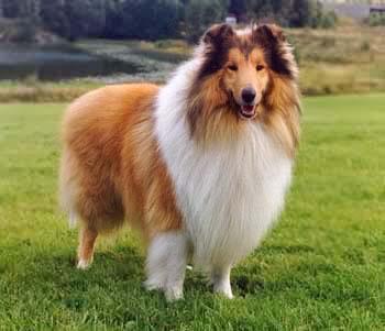 全世界100种名贵狗,世界上46多种名狗图文说明