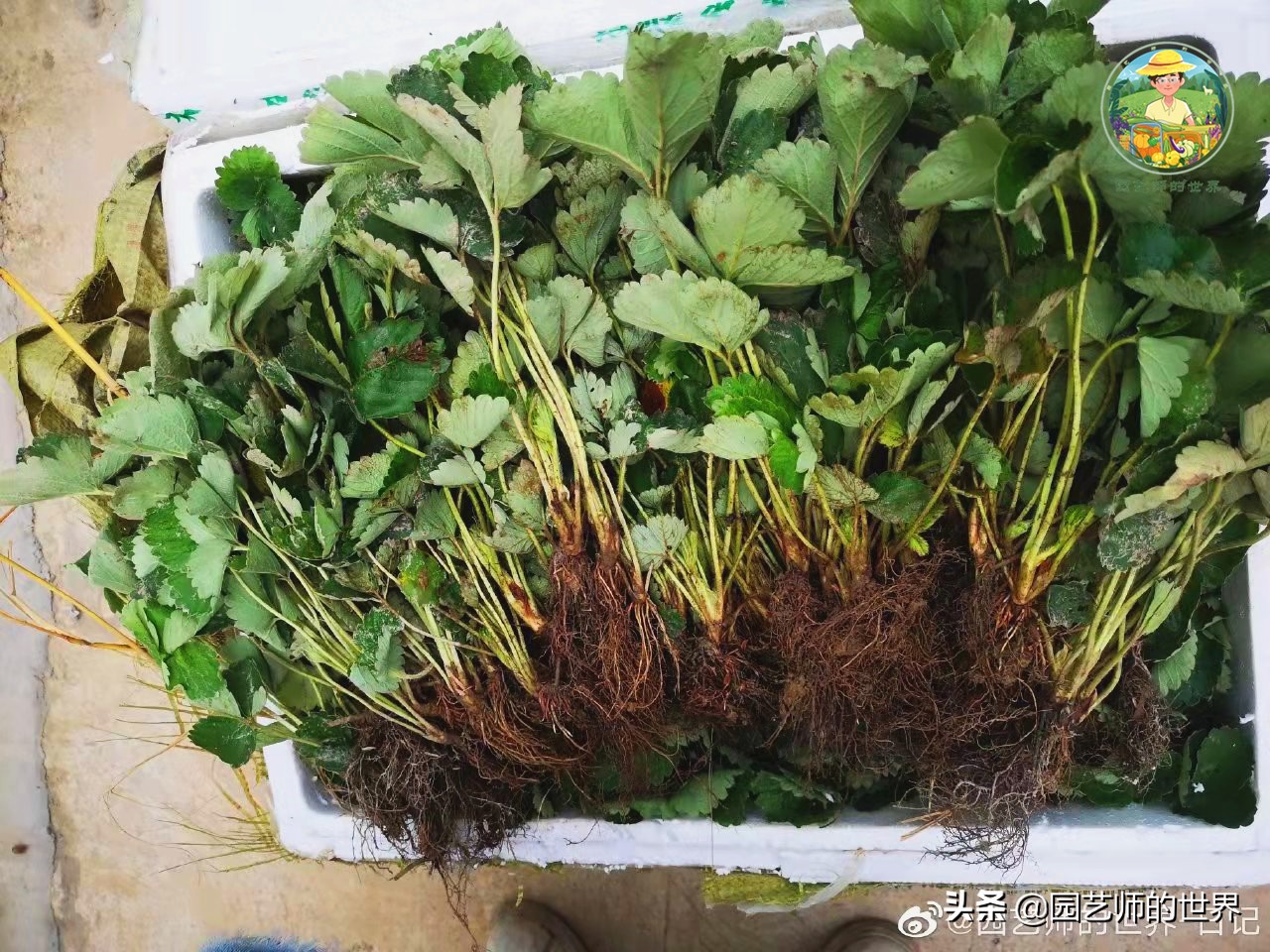 夏季草莓还能开花结果吗,草莓夏季高产