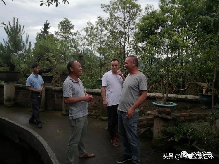 广东的盆景有哪些,适合广东玩的盆景