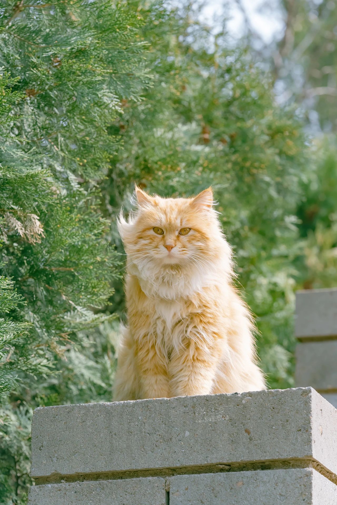 骊山烽火台航拍视频,骊山烽火台上的猫