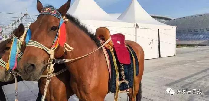 汗血宝马马术表演,汗血宝马蒙古马赛跑