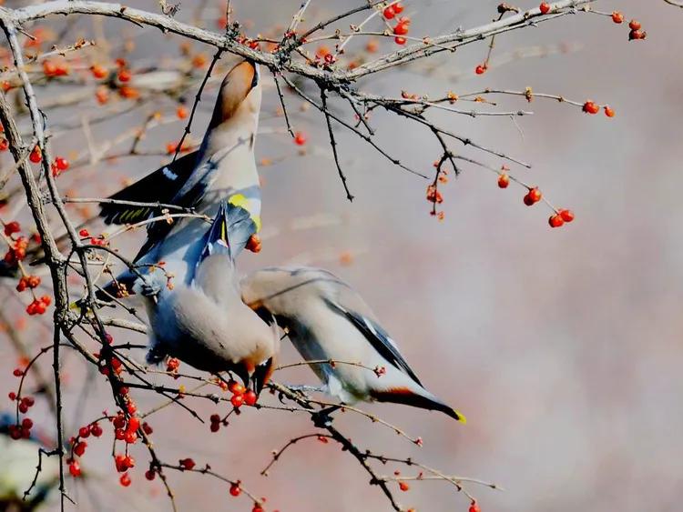 太平鸟拍到的视频,抓拍鸟的照片