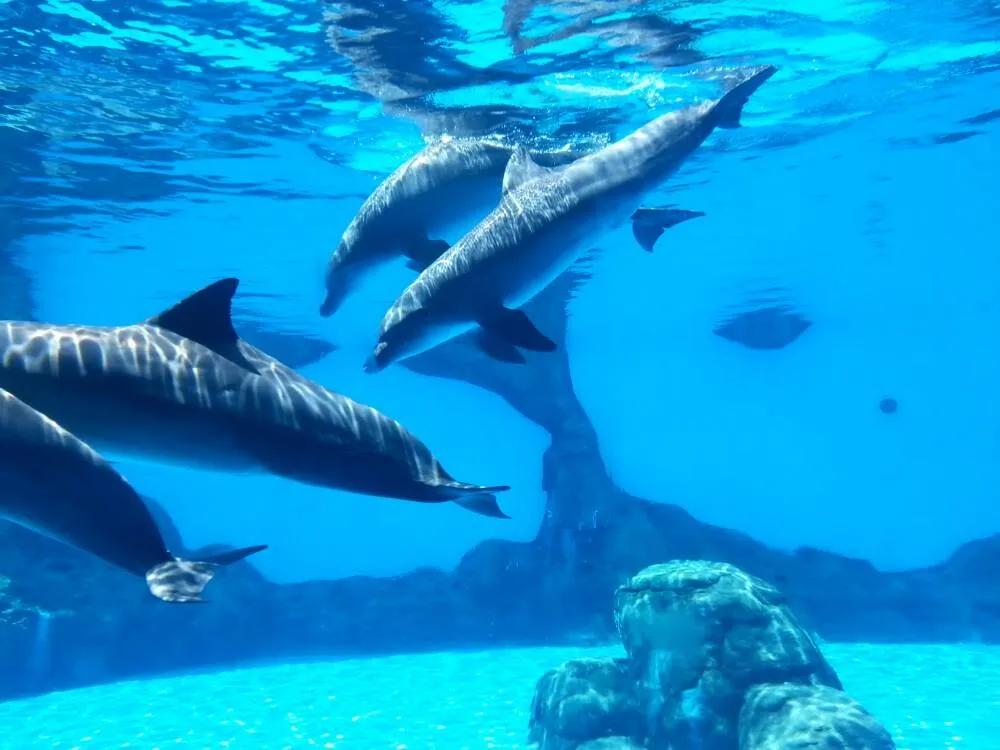 珠海大湾区核心城市,珠海一个充满魅力与机遇的城市