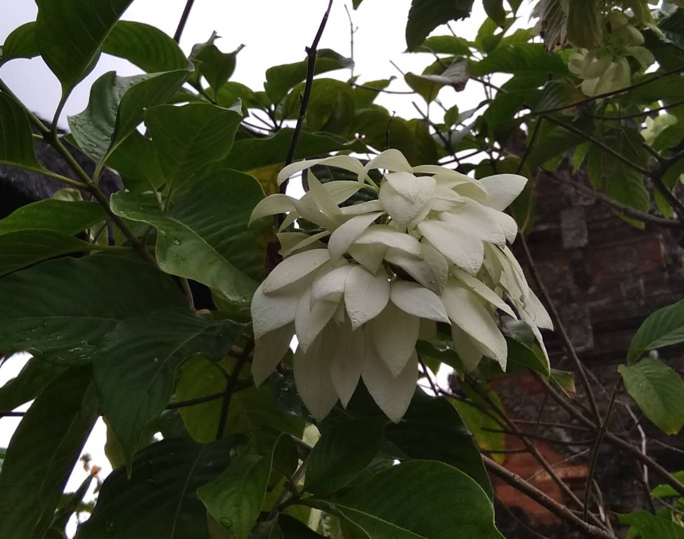 tcl电脑升级,tcl电脑的旧事