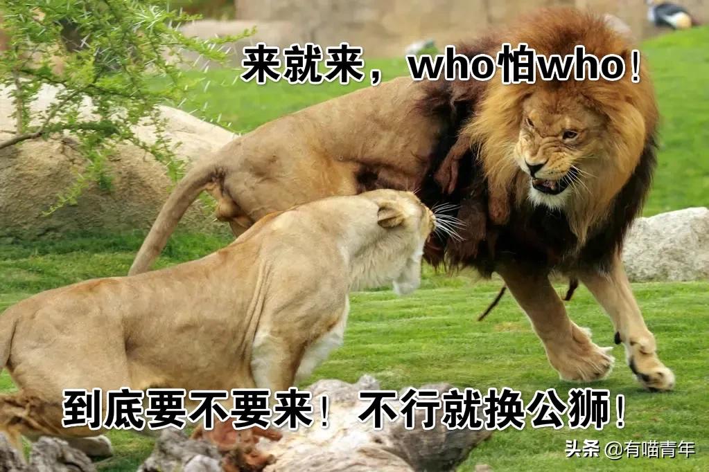 猫咪在啪啪啪的时候,究竟爽不爽?