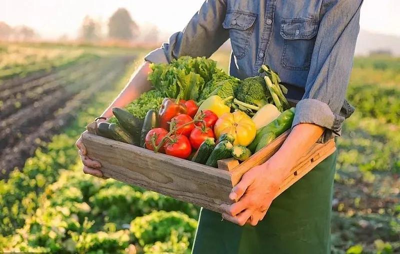 农产品配送行业模式,农产品配送的运营模式