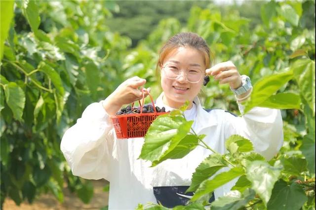 春城*月天五**，醉美桑果园