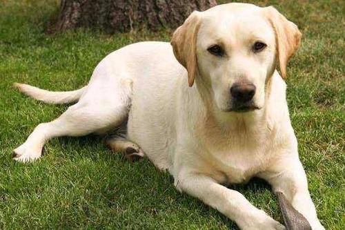 拉布拉多禁止饲养么,养拉布拉多用放笼子么