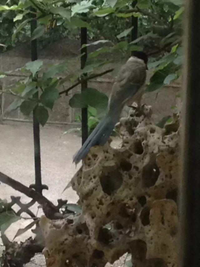 家里来灰喜鹊好吗,灰喜鹊什么季节出现