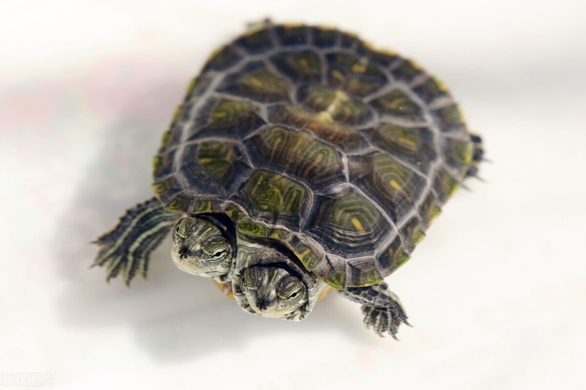 巴西乌龟冬眠结束后怎么处理,吸水树脂乌龟冬眠会不会腐皮