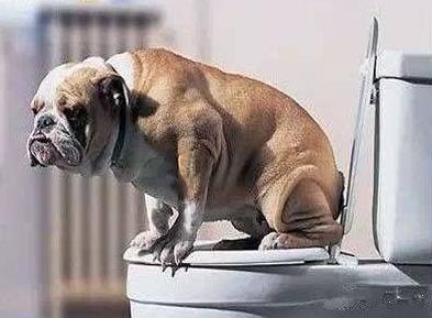 兽医推荐8种对狗狗有益的食物,狗狗有点便秘给它吃点什么好