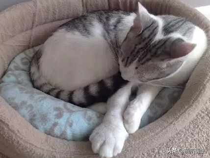 猫咪被蜜蜂蜇了怎么办,猫被蜜蜂蜇了的照片