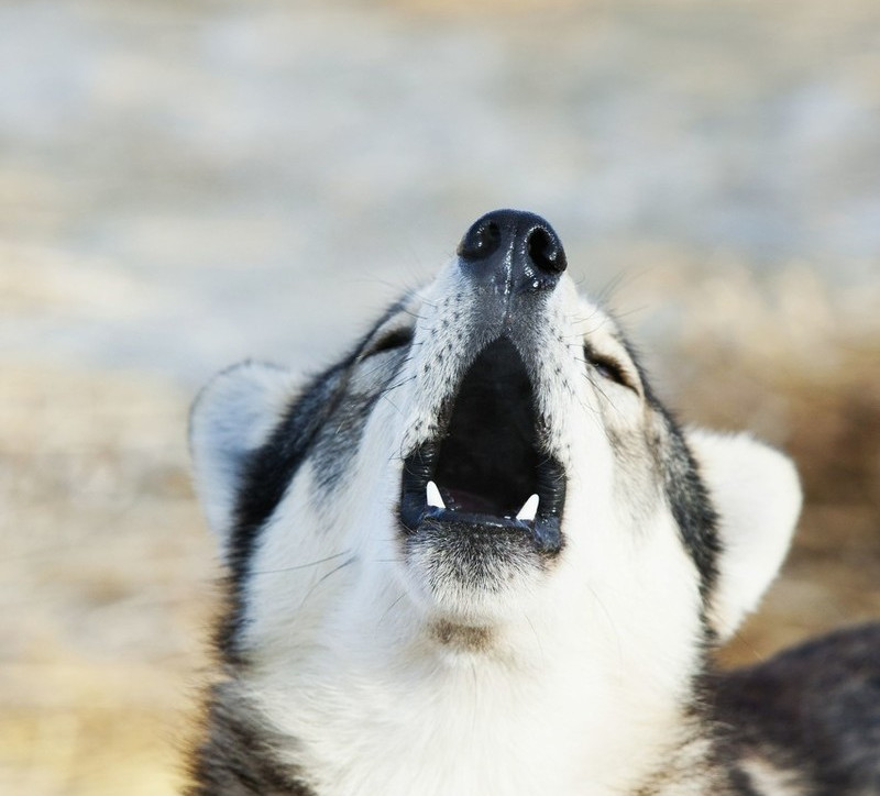 哈士奇嚎叫被打一巴掌原视频博主,哈士奇嚎叫被主人一巴掌打闭嘴