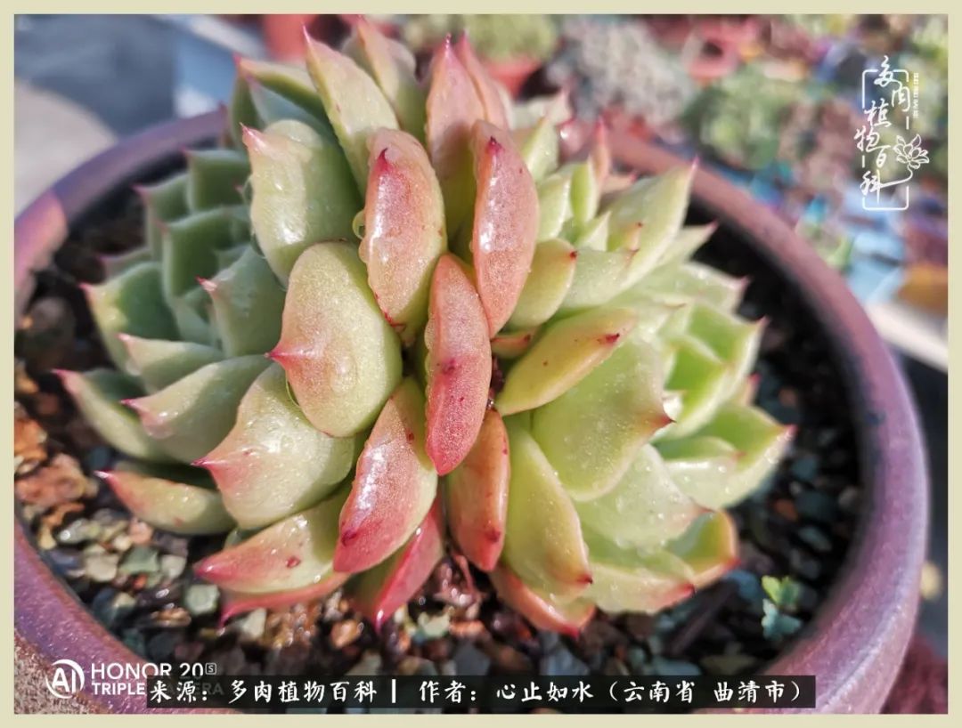 景德镇精品拇指多肉盆,轻奢多肉拇指盆3.5