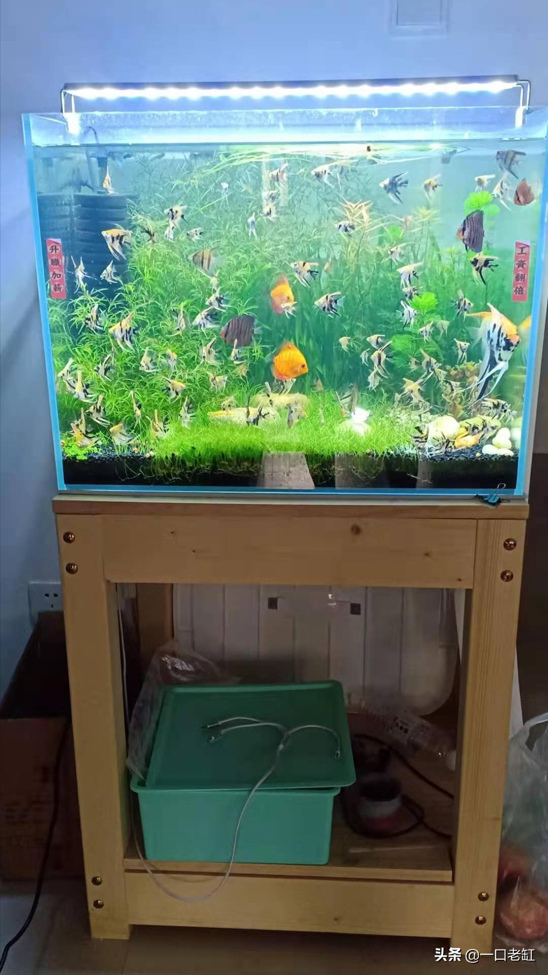 鱼缸养热带鱼方法,鱼缸养热带鱼知识与技巧