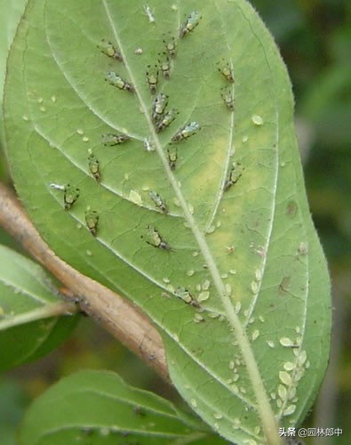 谁说花无红百日，紫薇就可以！学会这几点，紫薇花期更长久