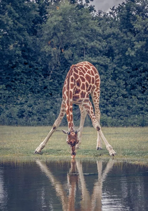 长颈鹿的身体结构层次,长颈鹿简画