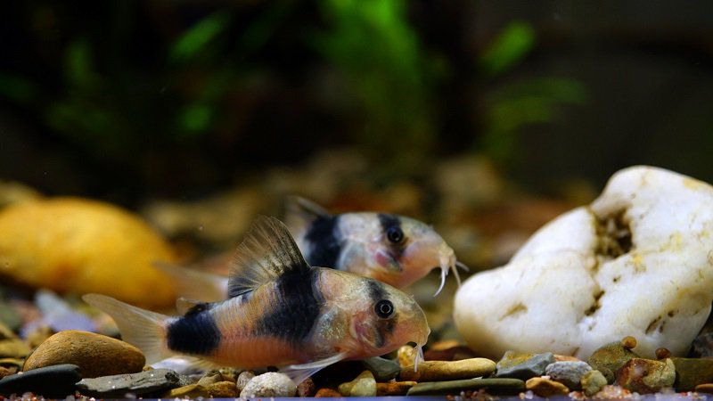 南美水族论坛推荐,南美水草造景论坛