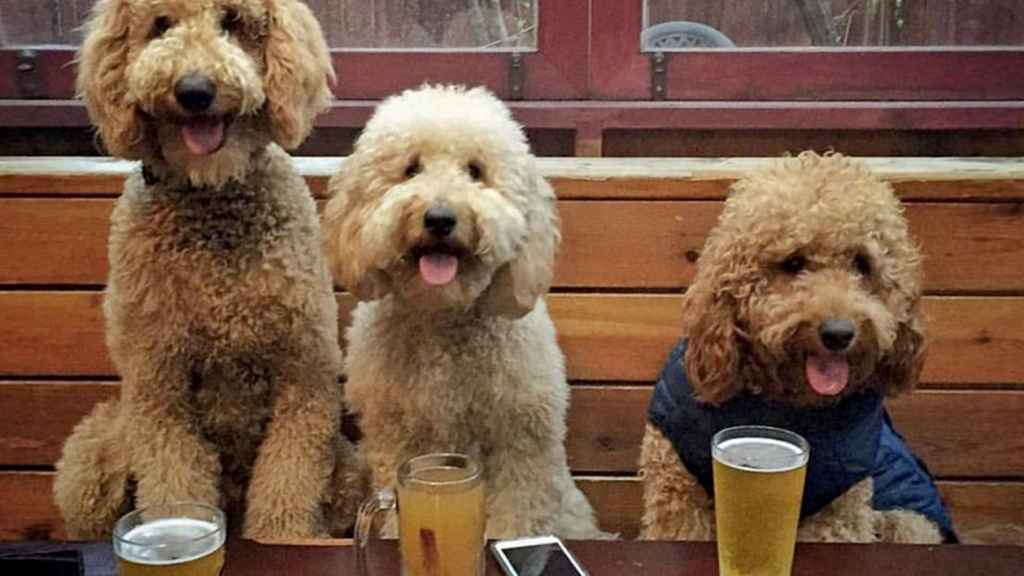 泰迪狗狗吃什么防止毛发红,饲养泰迪狗狗的注意事项