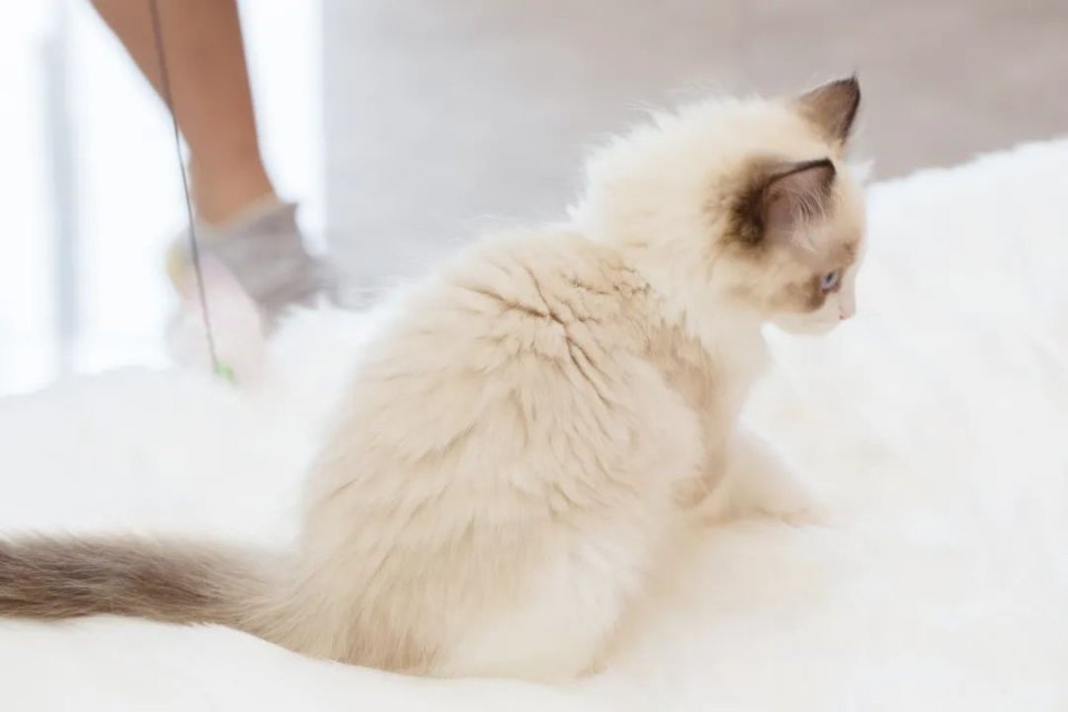 仙女猫专卖店介绍,仙女猫专卖店一览表