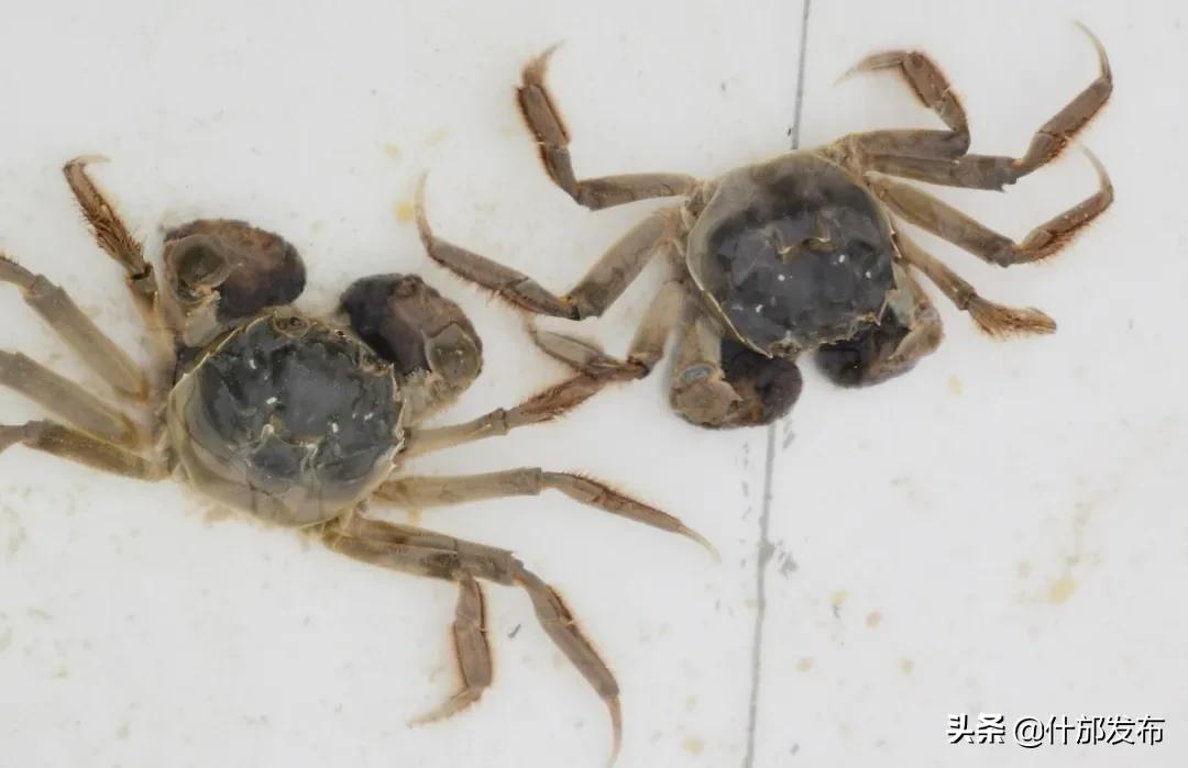 不负好春光文章,不负好春光的上一句