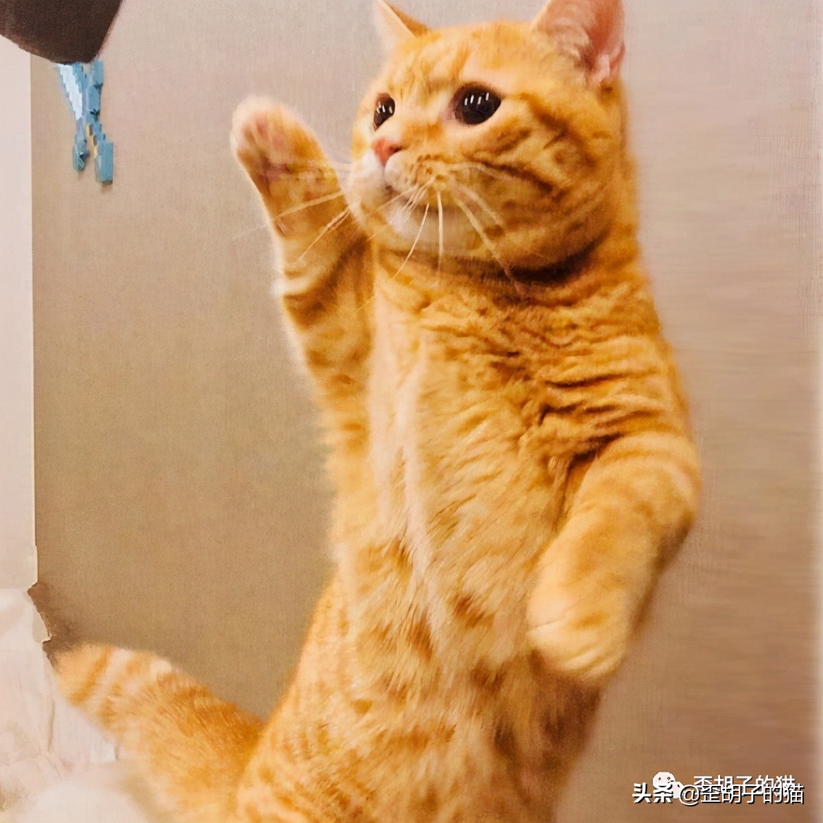 「歪胡子的猫」盘点中美日动漫中的猫咪现实中的样子