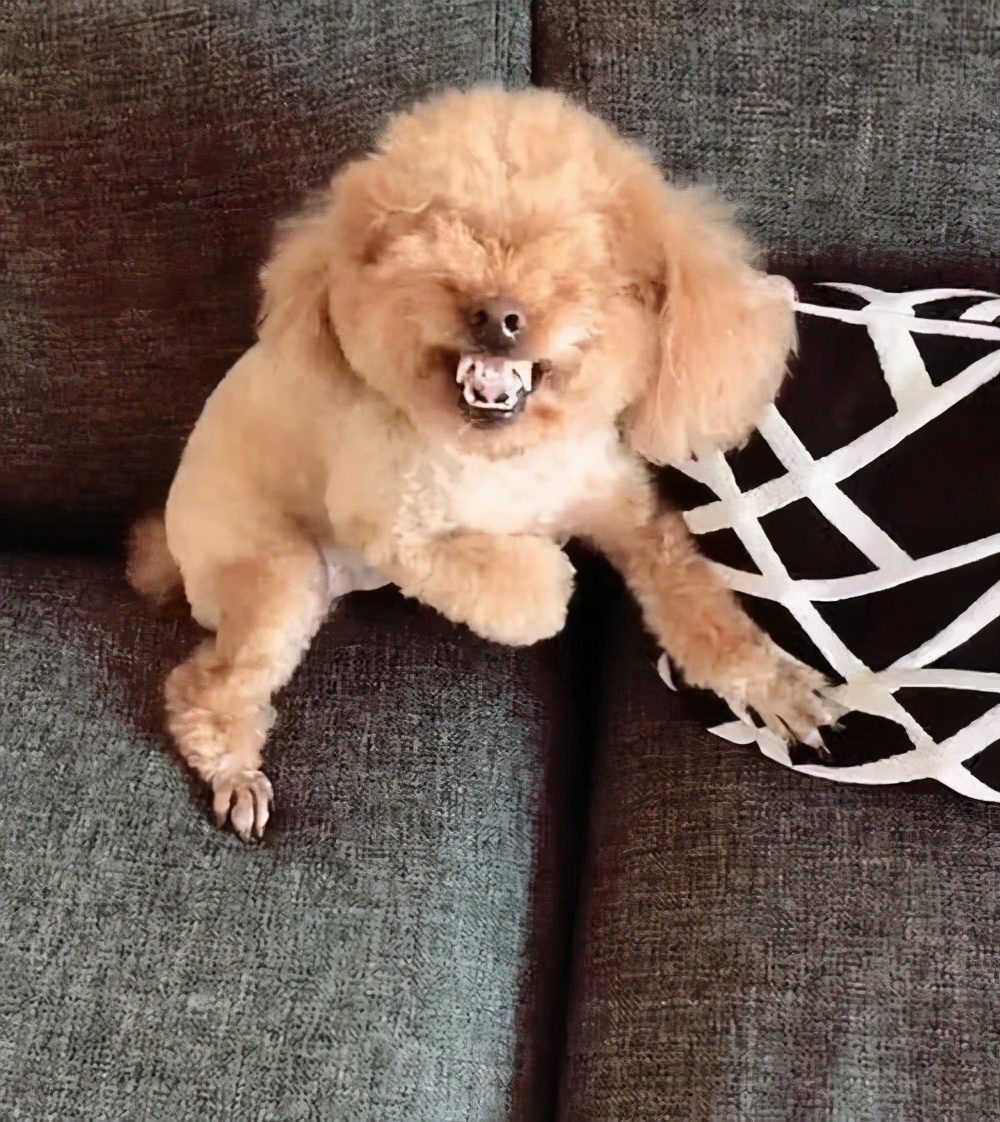 泰迪一般都有什么表现,泰迪的6个表现