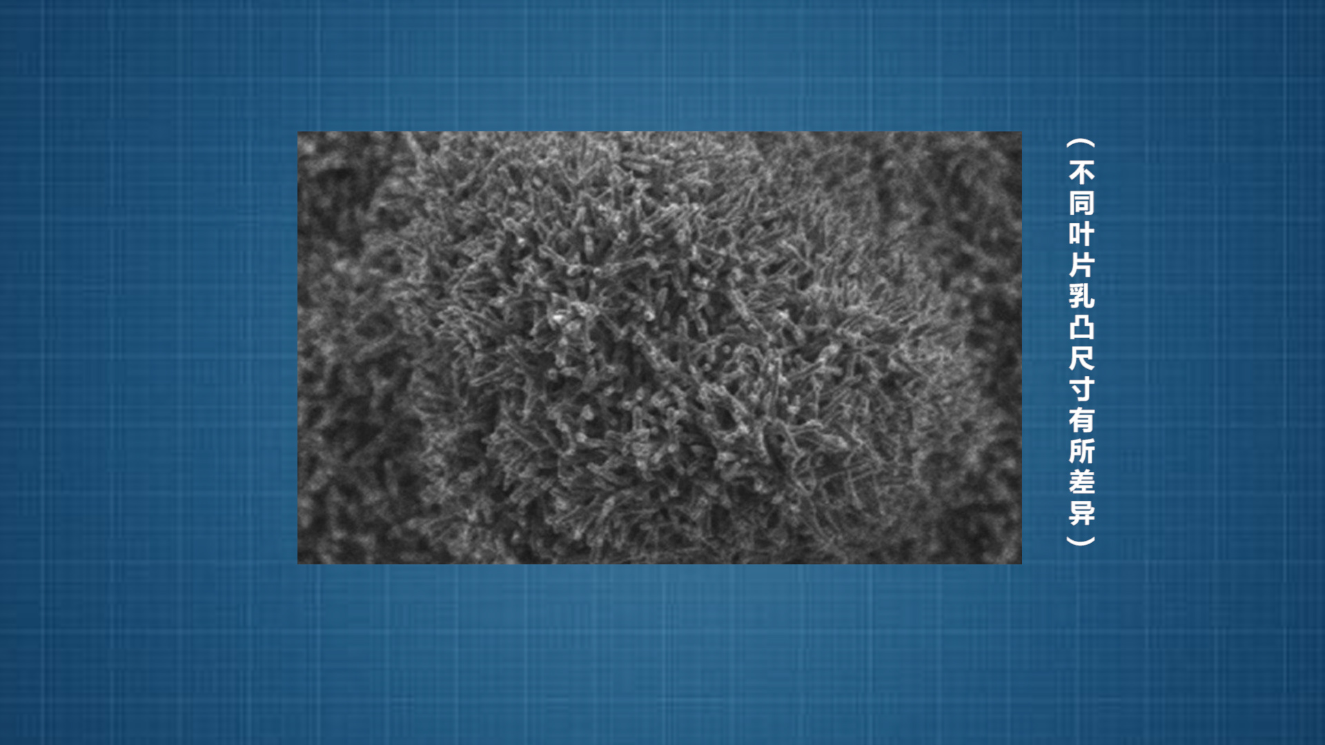 荷叶效应视频大全,荷叶效应原理运用在哪些方面