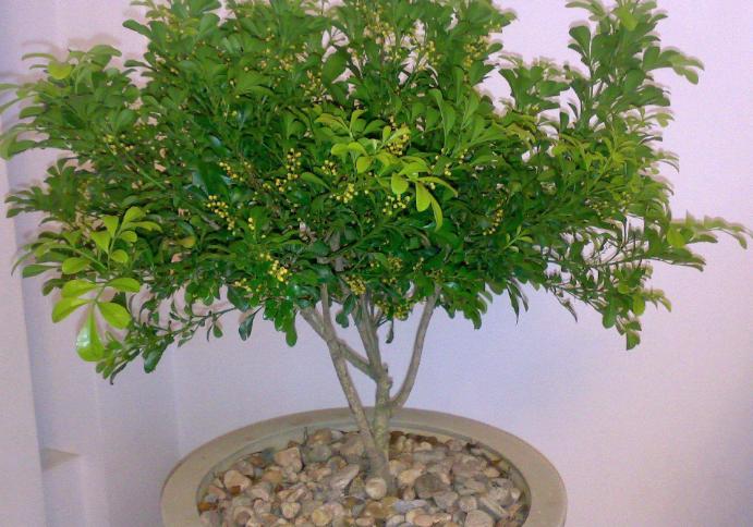 适合家里养的32种花净化空气,家里必养4种花特别漂亮