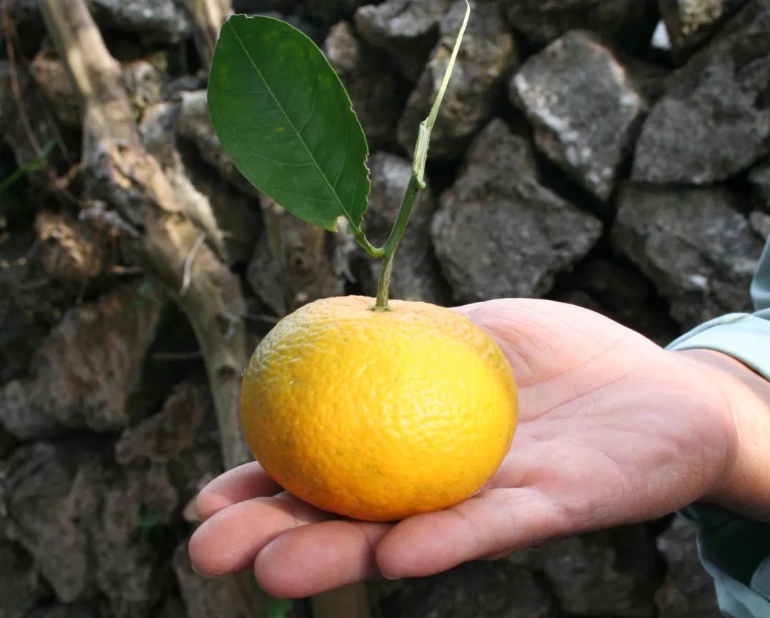 为什么日本人喜欢生吃东西,日本人为什么喜欢吃生肉