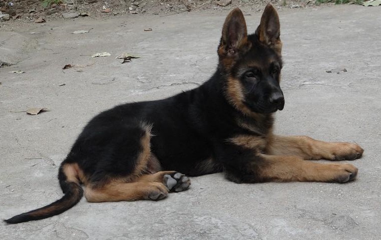 德牧幼犬定点训练大小便,训练德牧犬简单方法