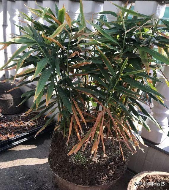 家里沙土种生姜如何施肥,露天菜园种生姜怎样遮阳