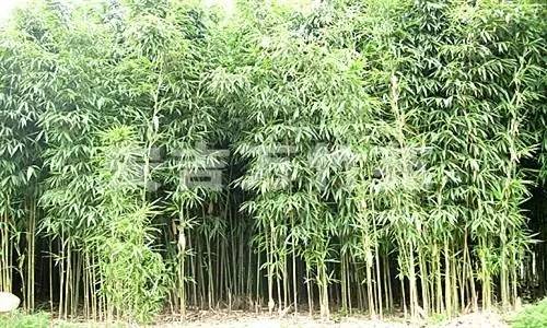 26种竹子大全,26种竹子的特别之处