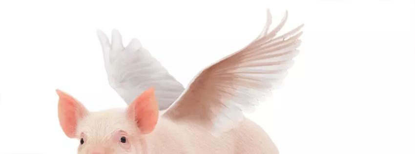 ps小猪怎么做,ps怎么合成驴子