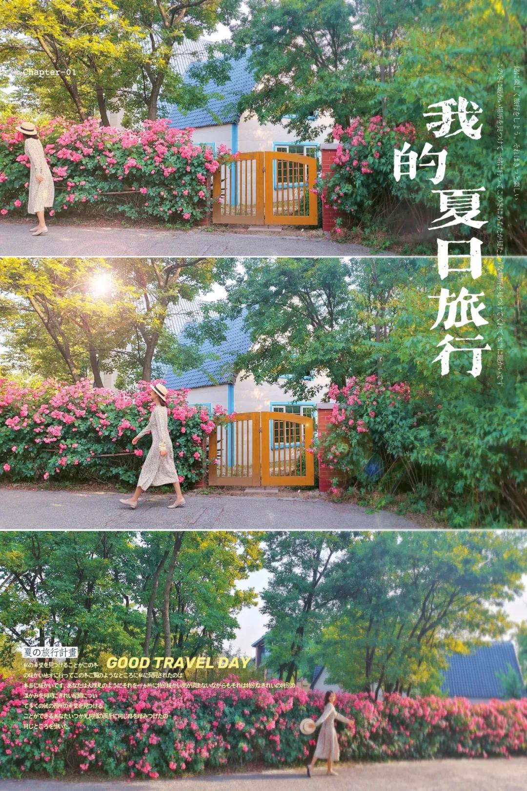 青岛粉黛花海拍照,青岛好看的拍照地怎么拍