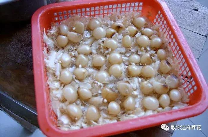 君子兰开花后变成三个头了咋养,君子兰怎样才能结子