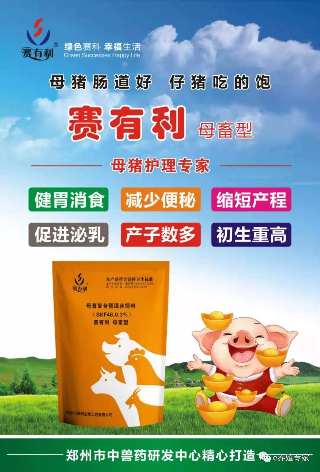 「技术」母猪发情时间的判断直接影响产仔数，如何鉴别发情？