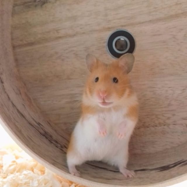 小仓鼠可以只吃胡萝卜不吃鼠粮吗,为什么仓鼠比较喜欢抱着牙签啃