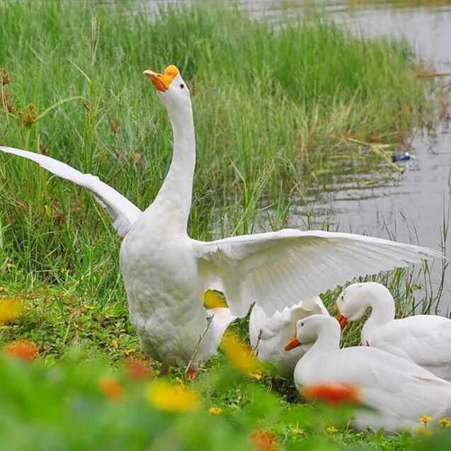 养殖场防蛇的最佳办法是什么,农村养什么动物可以驱赶蛇