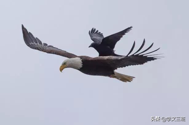 同样是鸟,为啥乌鸦能这么流氓?