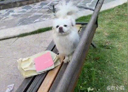 京巴狗打了针咬人会什么样,为什么京巴犬不听话