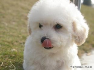 猫狗得了皮肤病怎么治疗,猫狗皮肤病怎么才算好