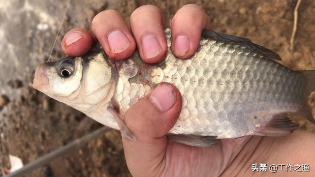 钓鱼双尾技巧,钓鱼双飞寓意