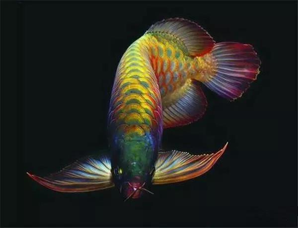 养龙鱼知识大全,龙鱼的起源与产地水族馆