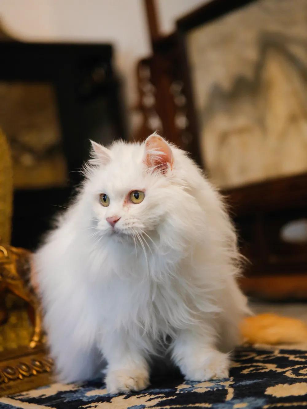 跟本喵同星座的两脚兽一定很“仙儿”